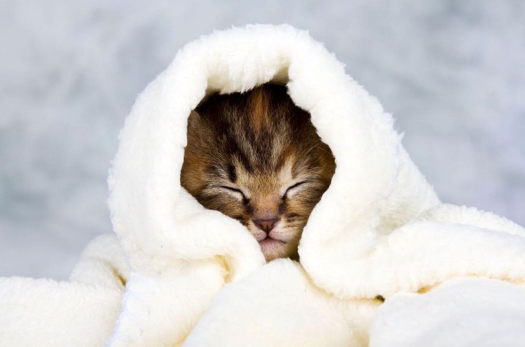 Cat Flu Home Care 10 Ways to Support a Cat's Recovery